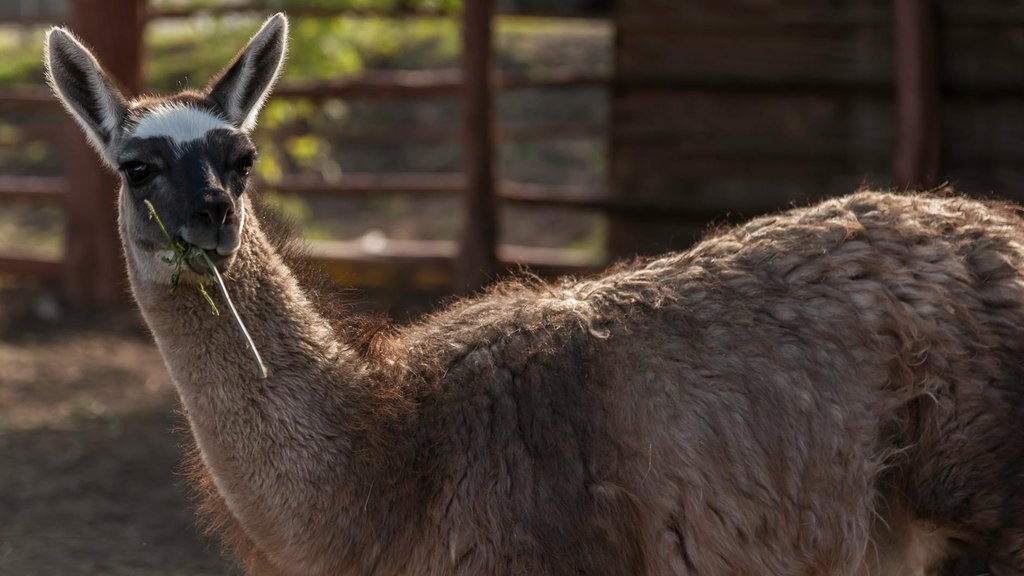 Llamaを業務利用する中小企業のモデル選定とライセンス確認 — 関連イメージ2